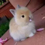 はるまき♡の画像