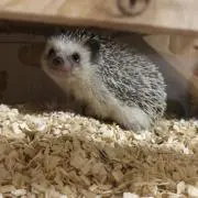 ハリりんの画像