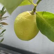 amari