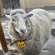 サザエさんの画像
