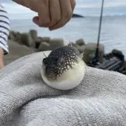 himiの画像