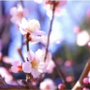 ume.の画像