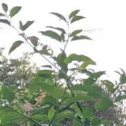 グリーン ☆プロフお読み下さい☆