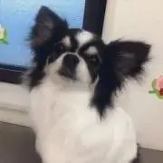 hiぃちゃんの画像