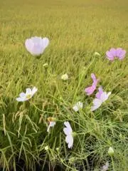 ⭐お値段交渉OK！⭐　ALUの画像