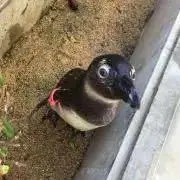 たー君