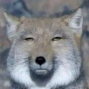 アストルフォの画像
