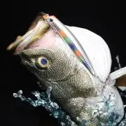 D*l様 キジハタ フィギュア 魚寸30cm - メルカリ