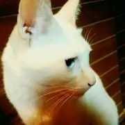 sophia