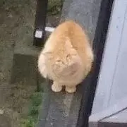 はっちの画像