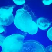 cocotamの画像