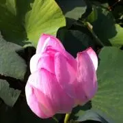たまさまの画像