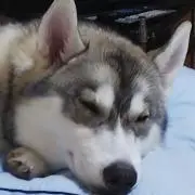 いちこ