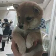 しば