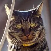 kijitoraneko
