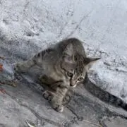 むたの画像