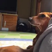 りゅーの画像
