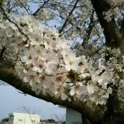 あさあさ★プロフ必読お願いします★の画像