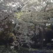 Treeの画像