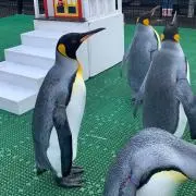 ハル
