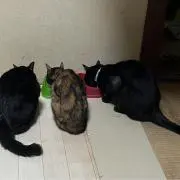やすこょの画像