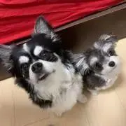 soramimiの画像
