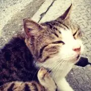 neco