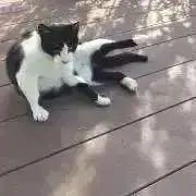 ぴぴ
