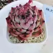 りりまるの画像