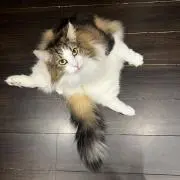 リオン