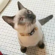 みゃあるん