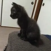 ゆ