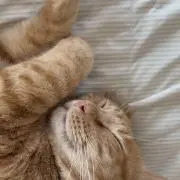 ♡︎ひなぽぽ♡︎の画像