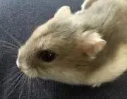 ふわふわの画像