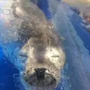 もんもんの画像