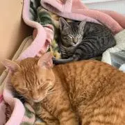 tom