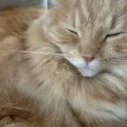丸々坊の画像