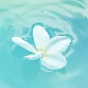 ちゃぴこの画像