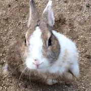 なーの画像