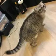 恐竜