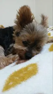 ちょこの画像