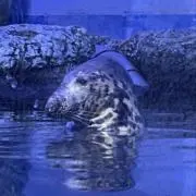 りりの画像