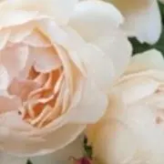 ろーずそると ブロ必読の画像