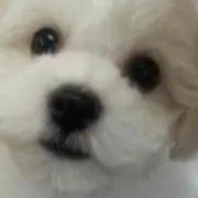 ふわもちどらやきの画像