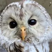 るるの画像