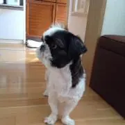 オコナッツの画像