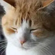 トラチャンの画像