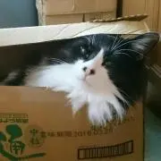炭酸水
