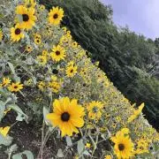miの画像
