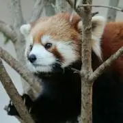ユメの画像